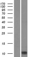 Iba1 (AIF1) Human Over-expression Lysate