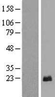 FAM104A Human Over-expression Lysate