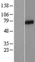 AXUD1 (CSRNP1) Human Over-expression Lysate
