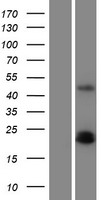 PDGF AA (PDGFA) Human Over-expression Lysate