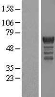 PCTAIRE1 (CDK16) Human Over-expression Lysate