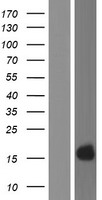 KRTAP4-1 Human Over-expression Lysate