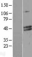 HDHD5 Human Over-expression Lysate