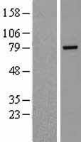 Rhophilin 2 (RHPN2) Human Over-expression Lysate