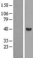 ALG2 Human Over-expression Lysate