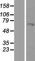 MYLK2 Human Over-expression Lysate