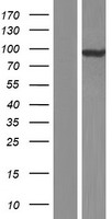 HSPC302 (TBCK) Human Over-expression Lysate