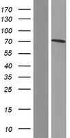 Caldesmon (CALD1) Human Over-expression Lysate