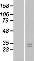 FGF8 Human Over-expression Lysate