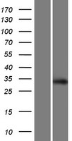 Scratch 2 (SCRT2) Human Over-expression Lysate