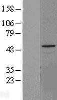 HYAL1 Human Over-expression Lysate