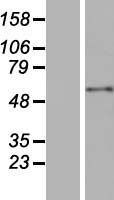 C20orf114 (BPIFB1) Human Over-expression Lysate