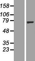 NT5C1B Human Over-expression Lysate