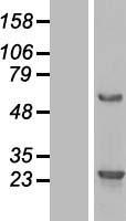BMERB1 Human Over-expression Lysate