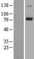 RNF22 (TRIM3) Human Over-expression Lysate