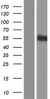 SIGLECL1 (SIGLEC12) Human Over-expression Lysate