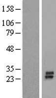 KCNK7 Human Over-expression Lysate