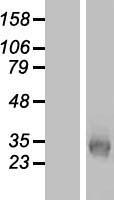 KCNK7 Human Over-expression Lysate