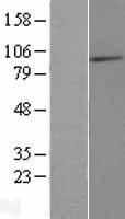 C3orf15 (MAATS1) Human Over-expression Lysate