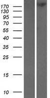 TNKS1BP1 Human Over-expression Lysate