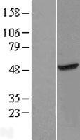 C1orf156 (METTL18) Human Over-expression Lysate