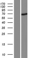 FBXO24 Human Over-expression Lysate