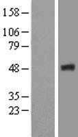 FBXO9 Human Over-expression Lysate