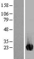 Inosine triphosphate pyrophosphatase (ITPA) Human Over-expression Lysate