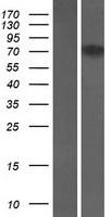 FCHSD1 Human Over-expression Lysate