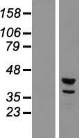 CDC2L2 Human Over-expression Lysate