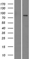 EMILIN3 Human Over-expression Lysate