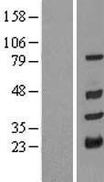TRIM10 Human Over-expression Lysate