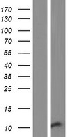 SCGB3A1 Human Over-expression Lysate