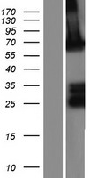 ADAMTSL1 Human Over-expression Lysate
