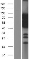 Nac1 (NACC1) Human Over-expression Lysate