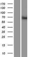 BTBD9 Human Over-expression Lysate