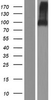 LRRC62 (ELFN2) Human Over-expression Lysate