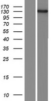 FMNL2 Human Over-expression Lysate