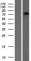 SLC2A13 Human Over-expression Lysate