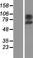 RHPN1 Human Over-expression Lysate