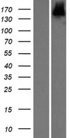 SCAND3 (ZBED9) Human Over-expression Lysate