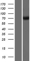 GBP4 Human Over-expression Lysate