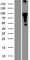 CLNK Human Over-expression Lysate