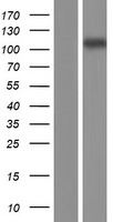 SLC26A8 Human Over-expression Lysate