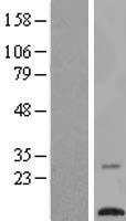 TMEM203 Human Over-expression Lysate