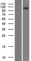 ZNF518B Human Over-expression Lysate