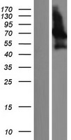 PALM2 Human Over-expression Lysate