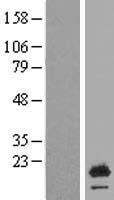 Urocortin 3 (UCN3) Human Over-expression Lysate