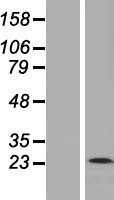 Membrin (GOSR2) Human Over-expression Lysate