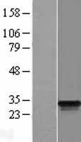 ODF3 Human Over-expression Lysate